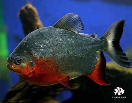 Red Pacu