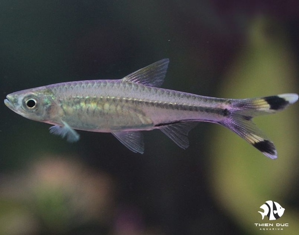 Rasbora Scissortail