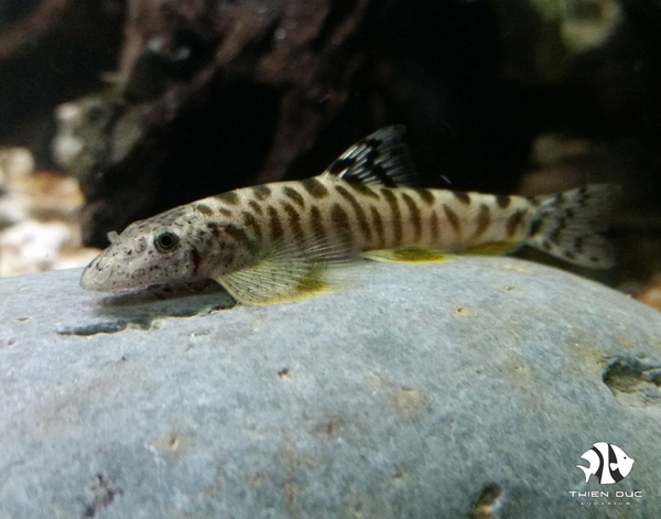 Cloud Leopard Loach