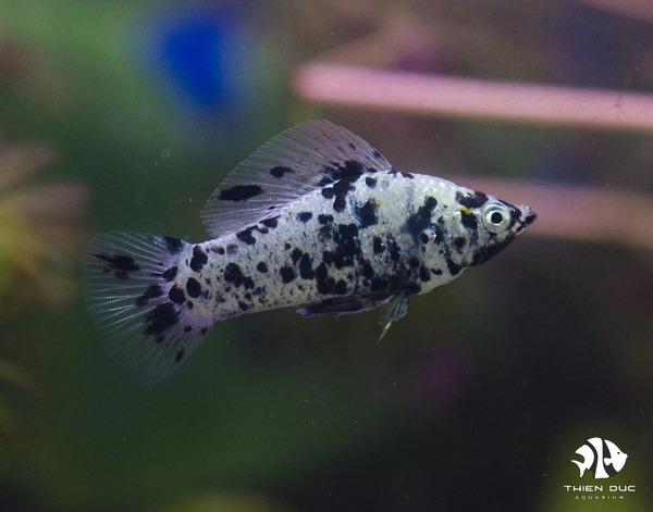 Latipinna Calico Molly