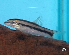 Black Lined Loach