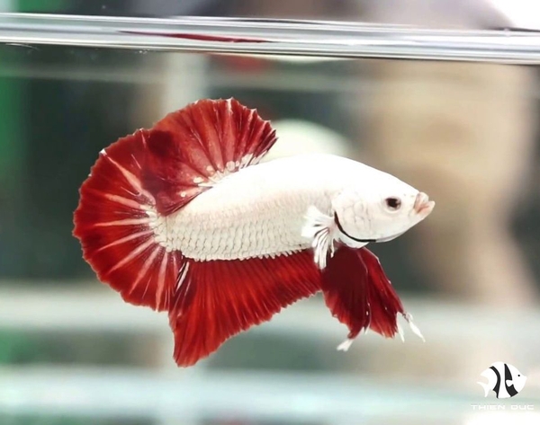 Betta Dragon Red