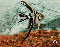 Marble Angel Longfin