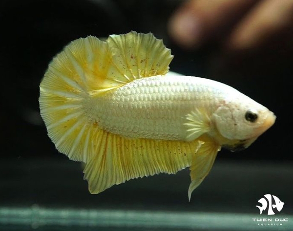 Betta Dragon Yellow