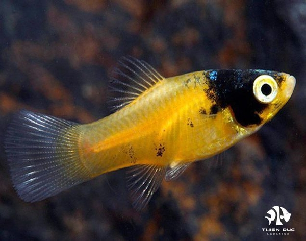 Platy Bumble Bee