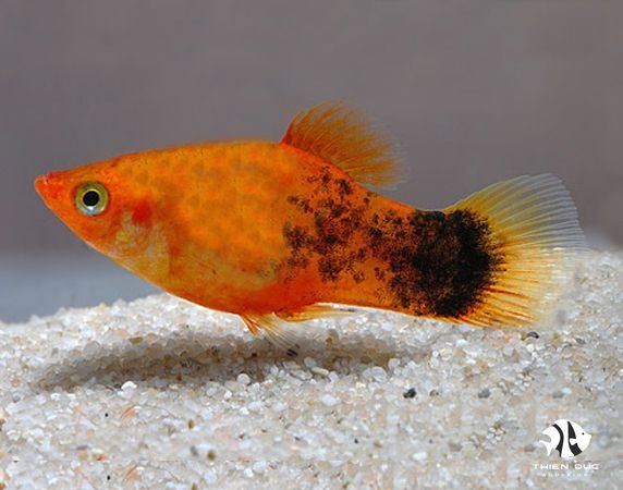 Platy Berlin