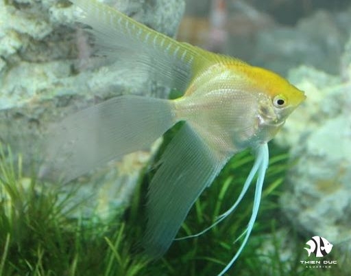 Gold Angel Longfin