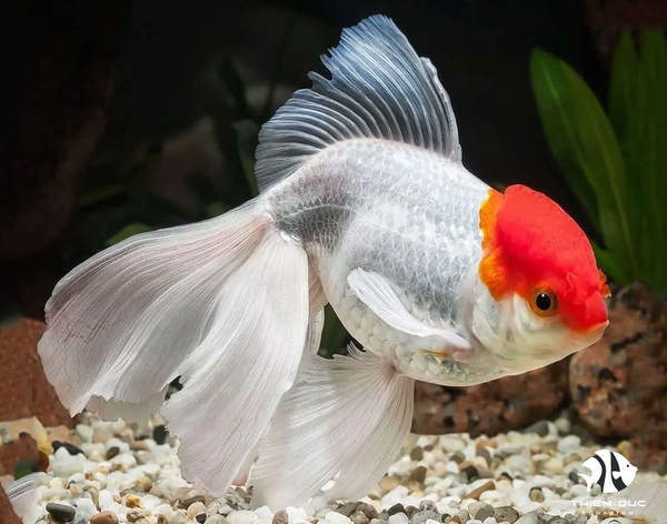 Red Cap Oranda