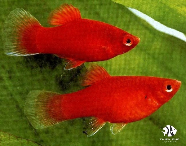 Platy Red