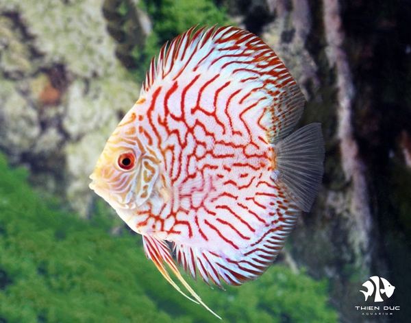 Pigeon Red Stone Discus