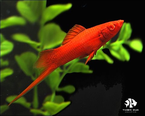 Sword Albino Red