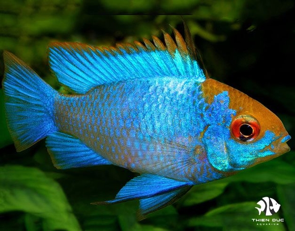 Electric Blue Ram