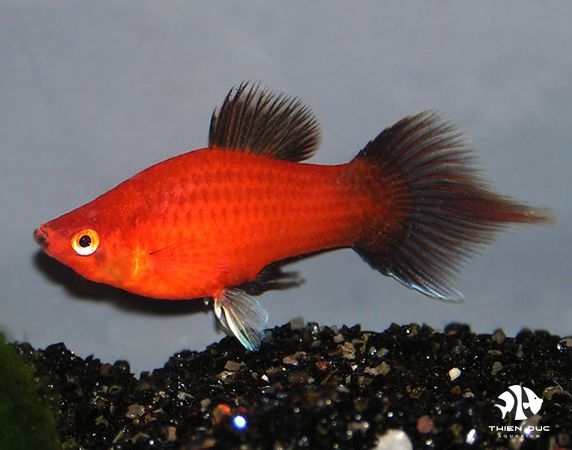 Platy Wg. Red Pintail
