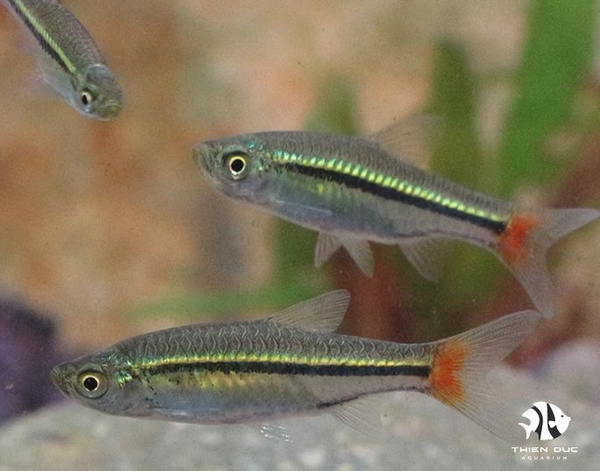 Rasbora Red Tail