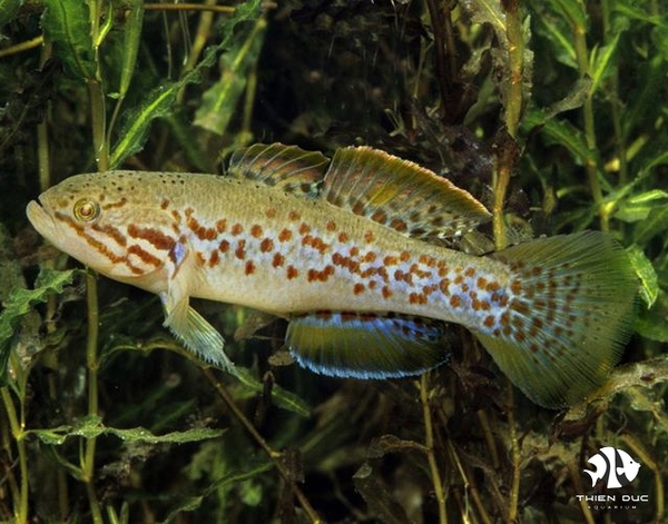 Goby Mogurnda Sand