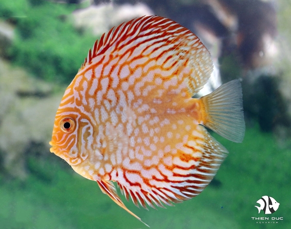 Pigeon Gold Discus