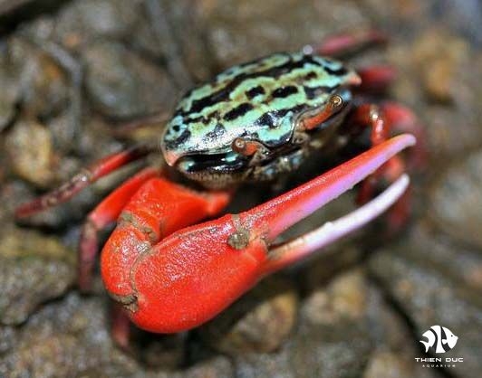 Watermelon Fiddler Crab