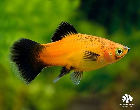 Platy Apple Tricolor