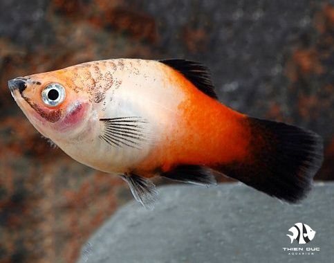 Platy Tricolor