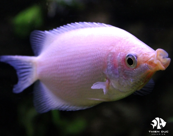 Gourami Kissing Pink