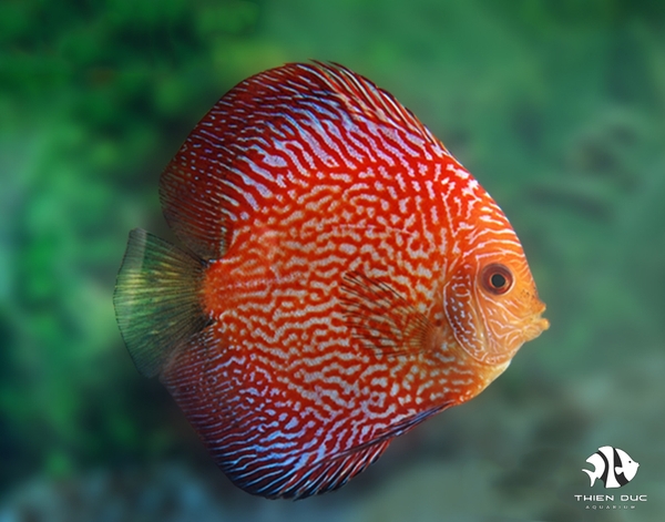 Red Snake Skin Discus