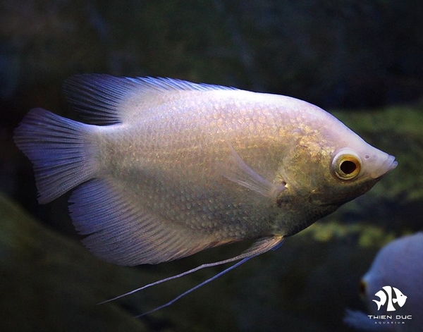 Gourami Giant