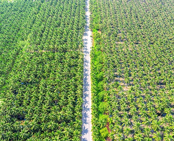 Decyl Glucoside Decyl Glucoside