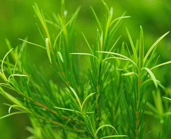 Tinh dầu Tràm Trà Tinh dầu Tràm Trà