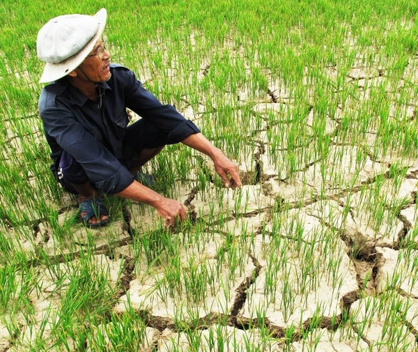 Tác hại của El Nino làm suy giảm sản lượng nông nghiệp