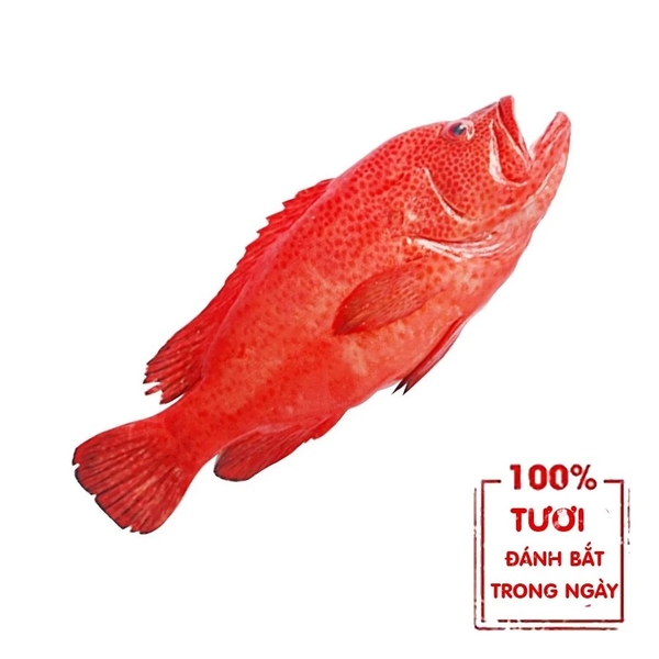 Cá Mú Đỏ