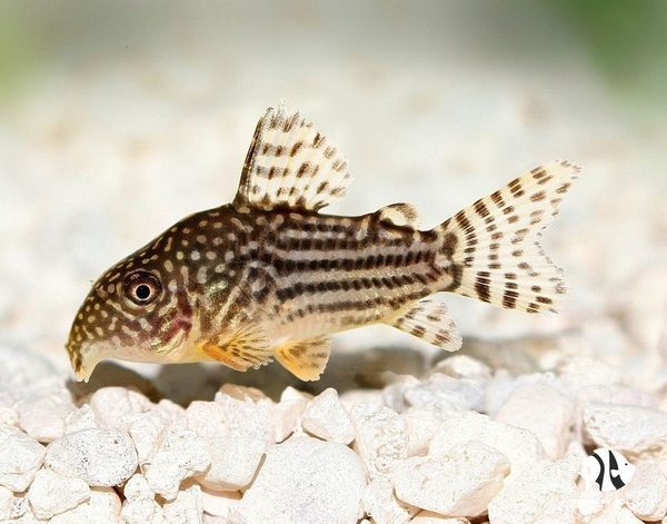 ca-chuot-sao-cory-sterbai