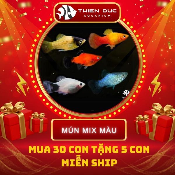 Combo Số  16 - Cá Mún Mix Các Loại