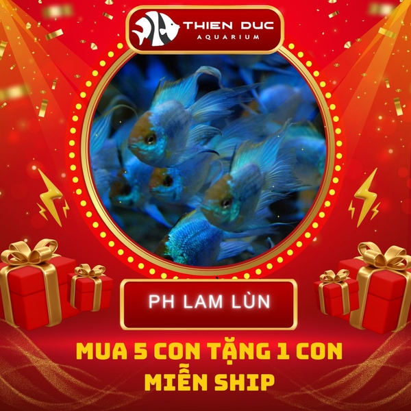 Combo Số  18 - Cá Phượng Hoàng Lam Lùn