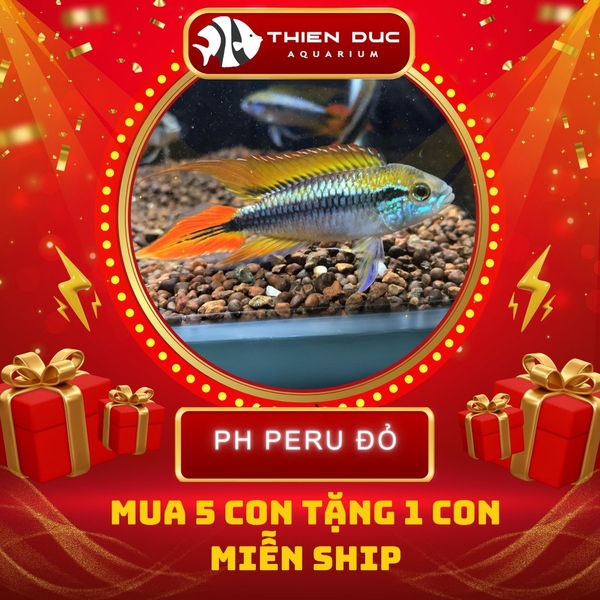 Combo Số  20 - Cá Phượng Hoàng Peru Đỏ