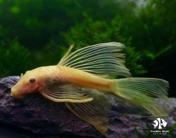 ancistrus-albino-longfin