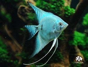 blue-richik-angelfish