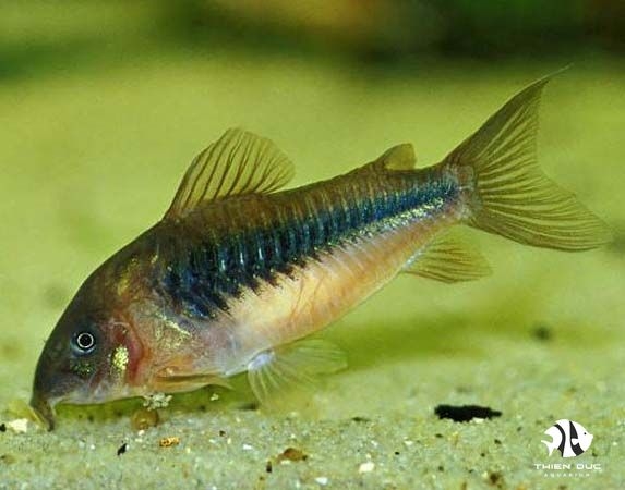 corydoras aeneus