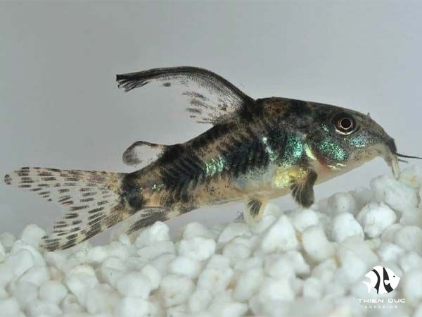 ca-chuot-muoi-tieu-longfin-peppered-corydoras-longfin