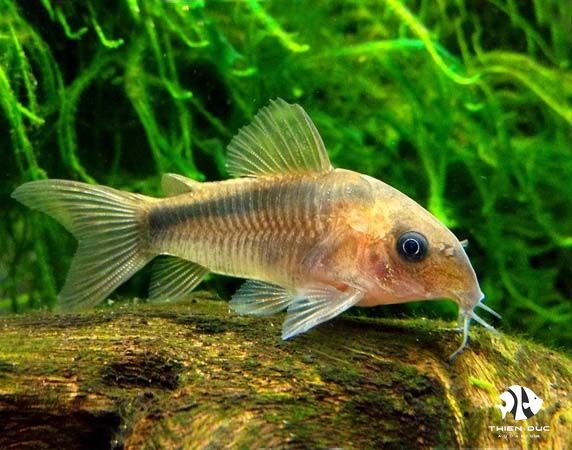 ca-chuot-rabauti-rabauti-corydoras