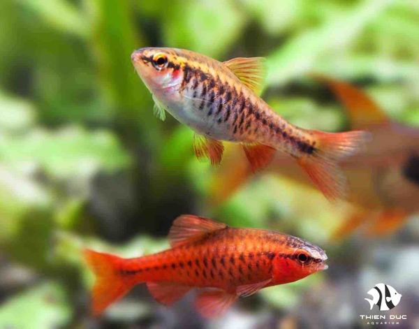 ca-diec-anh-dao-cherry-barb