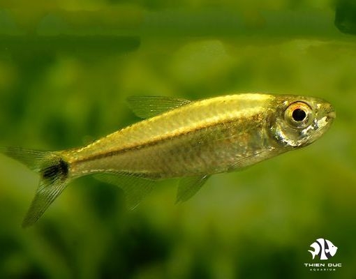 ca-neon-bac-gold-tetra