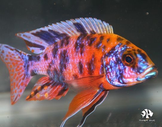 ali-thai-ob-peacock-cichlid