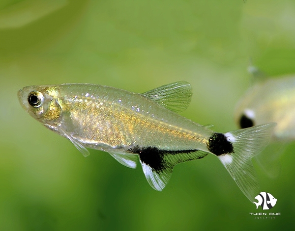 neon-gau-truc-paraguayensis-tetra