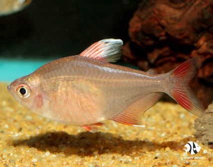 rosy-tetra