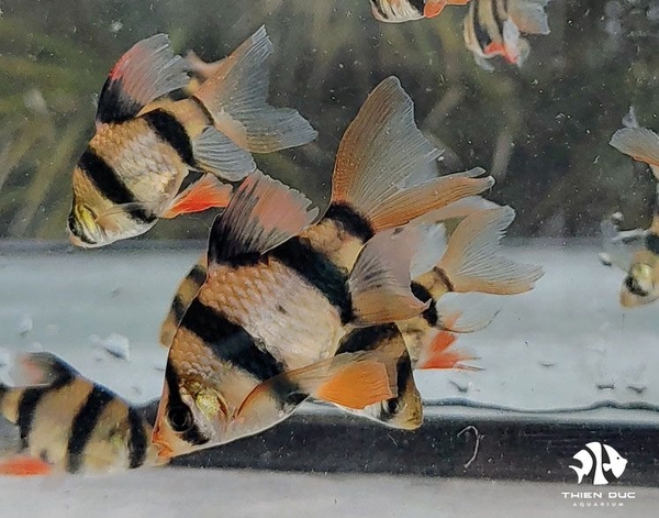 ca-secam-longfin-tiger-barb-longfin