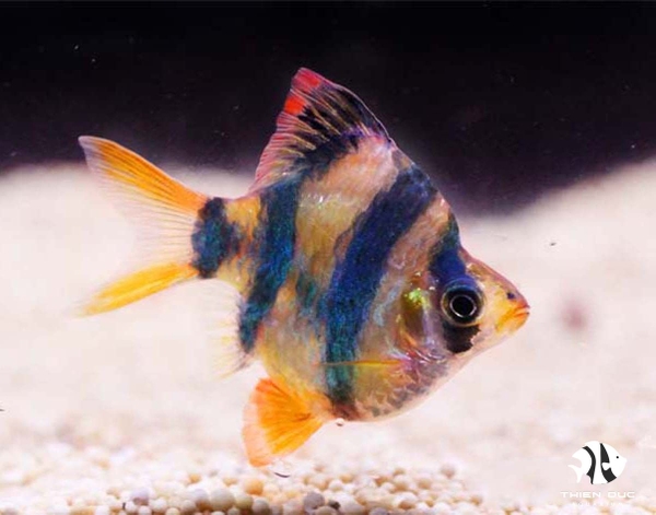 ca-secam-short-body-tiger-barb-balloon