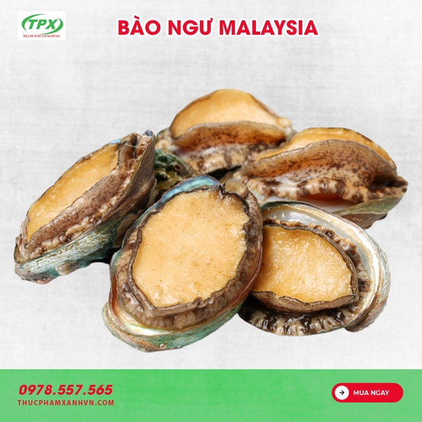 BÀO NGƯ MALAYSIA SIZE 16 CON