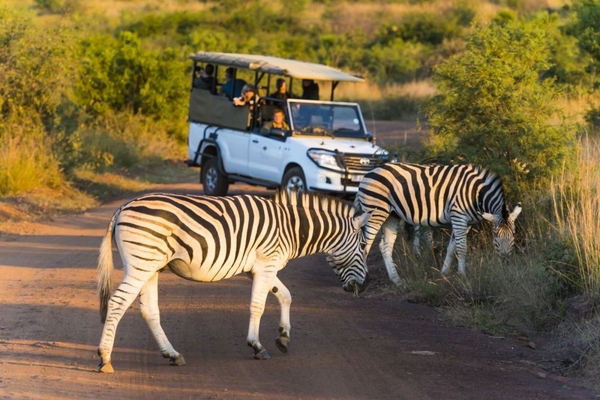 Chiêm ngưỡng Big Five ở vườn quốc gia Nam Phi - Pilanesberg Safari