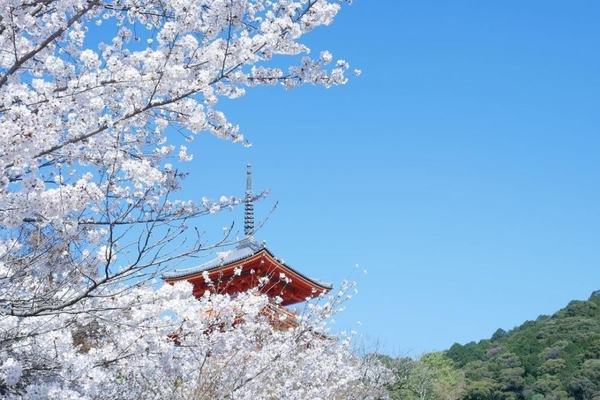 Đến Nhật Bản đúng mùa hoa, cùng Golden Tour chiêm ngưỡng hoa anh đào nở rộ