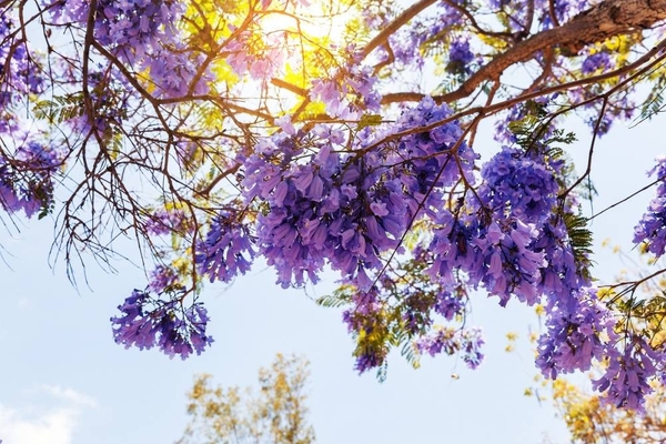 Tháng 9 này đến Nam Phi ngất ngây với vẻ đẹp của phượng tím Jacaranda